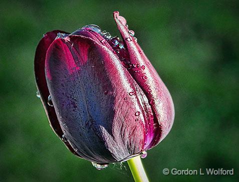 Wet Tulip_DSCF02538-9.jpg - Photographed at Smiths Falls, Ontario, Canada.